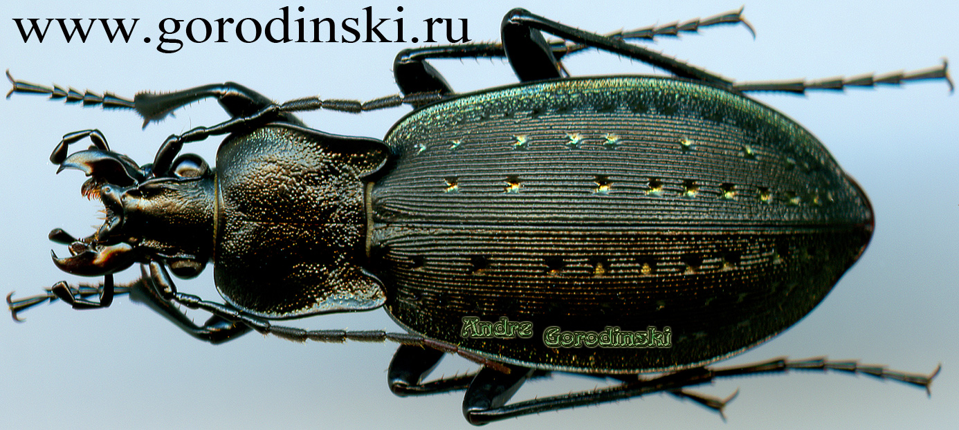 http://www.gorodinski.ru/carabus/Oreocarabus hortensis hortensis.jpg